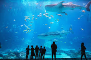 aquarium with whales